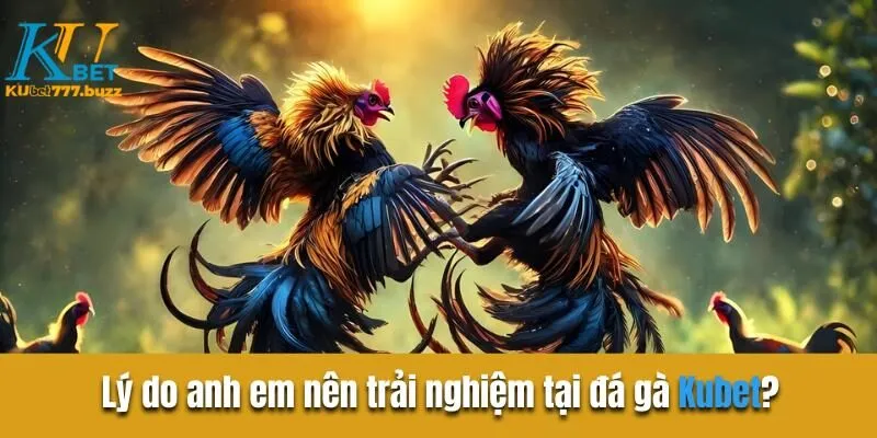 Đá Gà KUBET777 - Trải Nghiệm Trường Đấu Trực Tuyến Hoàn Hảo Lý do anh em nên trải nghiệm tại đá gà Kubet?