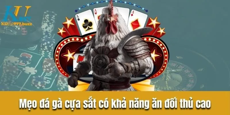 Đá gà cựa sắt - Bật mí chiến thuật và lựa chọn chiến kê tốt  Mẹo quan sát chiến kê trong đá gà cựa sắt có khả năng ăn đối thủ cao