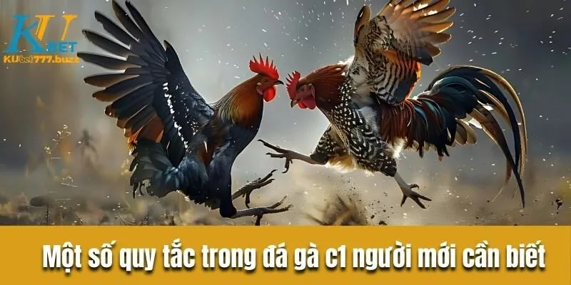 Tìm hiểu đá gà c1 là gì? Khám phá quy tắc sảnh chơi đá gà  Một số quy tắc trong đá gà c1 người mới cần biết