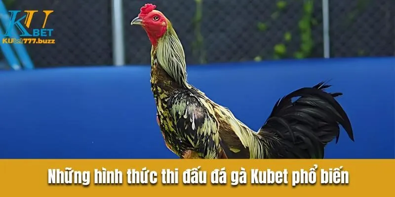 Đá Gà KUBET777 - Trải Nghiệm Trường Đấu Trực Tuyến Hoàn Hảo Những hình thức thi đấu đá gà Kubet phổ biến