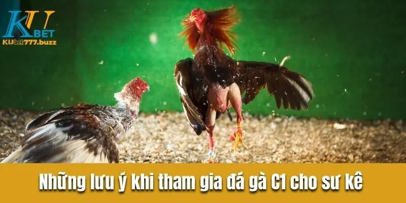 Tìm hiểu đá gà c1 là gì? Khám phá quy tắc sảnh chơi đá gà  Những lưu ý quan trọng khi tham gia đá gà C1 cho sư kê