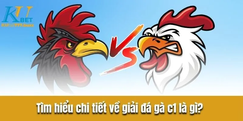 Tìm hiểu đá gà c1 là gì? Khám phá quy tắc sảnh chơi đá gà  đá gà c1
